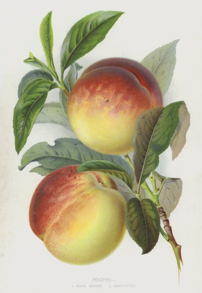 Pêches - English School